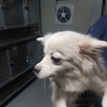 (사)하얀비둘기_426339202500704